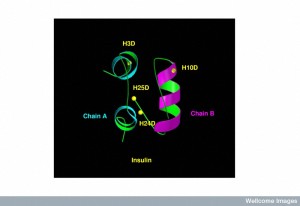 B0002834 Molecular model of insulin molecule