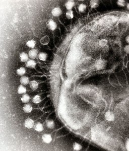 PUB DOM 512px-Phage