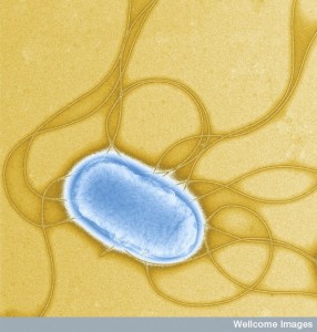 B0008378 Salmonella Typhimurium