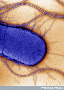B0004798 Electron micrograph of Escherichia coli, close-up