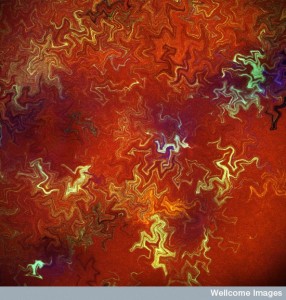 B0008264 Confocal micrograph of Bacillus subtilis