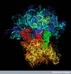 B0006575 Molecular model of a ribosome