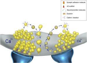 Calcium mechanism AP