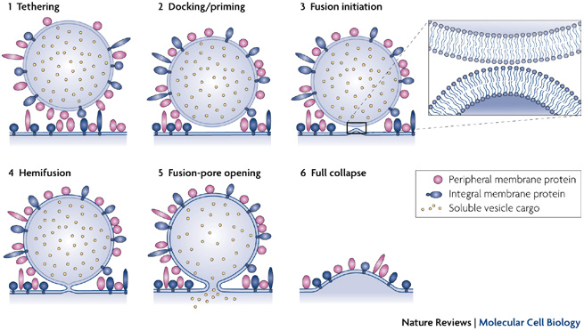 Mysterious Pre Synaptic Vesicles