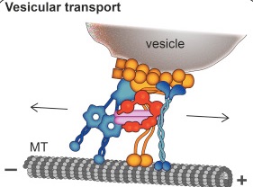 Htt with vesicle axon transport JPEG
