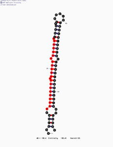 PD MiR-21_Structure