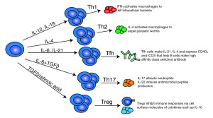 T cell modifications