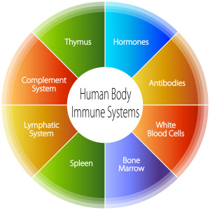 An image of a human body immune systems chart.