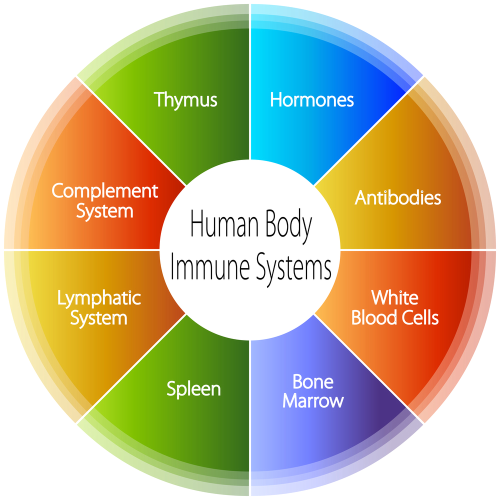 An Image Of A Human Body Immune Systems Chart Jon Lieff Md