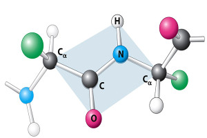ss-peptide