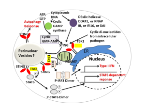 2013MMG230E wiki -STING_signaling_20130422