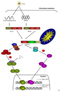329px-Simon_(RIG-I_and_Mda5)