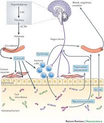 G microbes gut brain