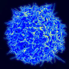 T cell PD