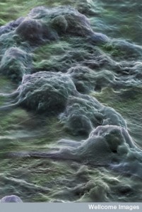 B0006211 Human embryonic stem cells