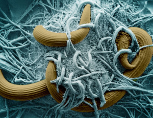 Arthrobotrys_oliospora-SPL