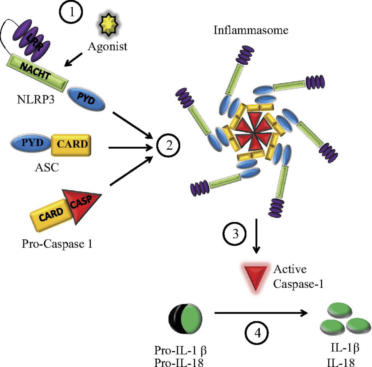 Inflammasomes Are Large Complex Signaling Platforms