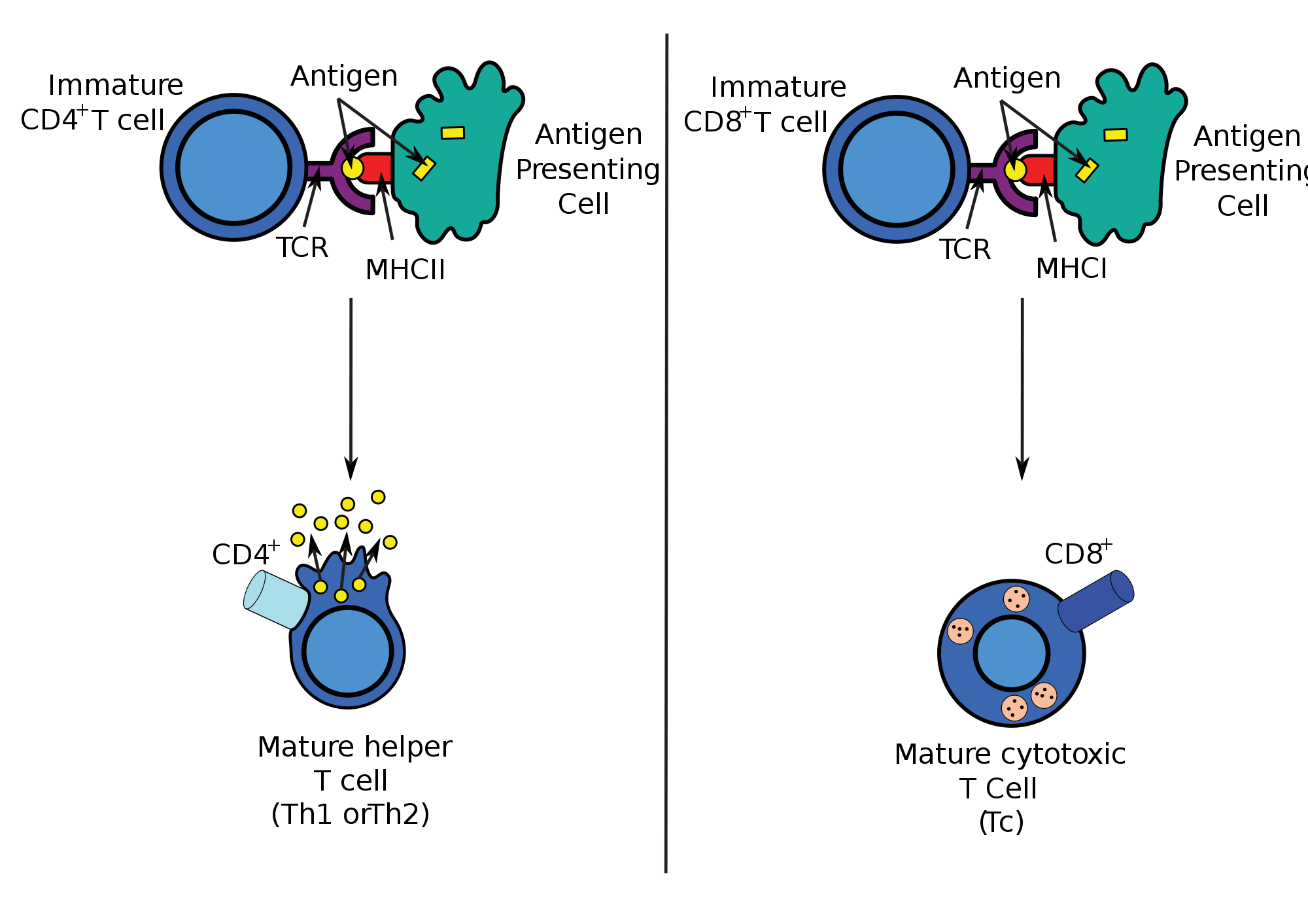 The Powerful Immune Synapse