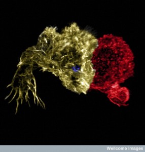 B0010549 Killer T-cell immune synapse, 3D-SIM