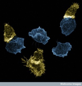 B0010546 Killer T-cells attack susceptible target cells, 3D-SIM