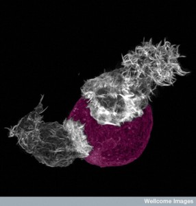 B0010540 Two killer T-cells attack a susceptible target cell, 3D-SIM