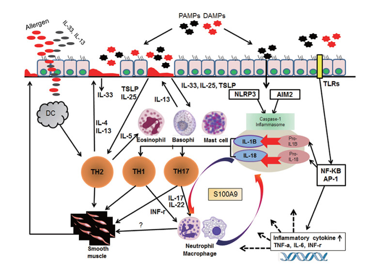 Inflammasomes Are Large Complex Signaling Platforms