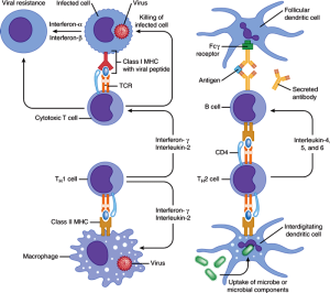 immune synapse 1