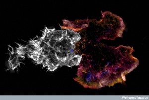 B0010553 Killer T-cell immune synapse, 3D-SIM