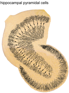From ActiveDendrite