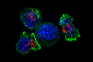 Killer_T_cells_surround_a_cancer_cell
