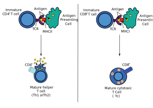 Mashin6 Antigen_presentation