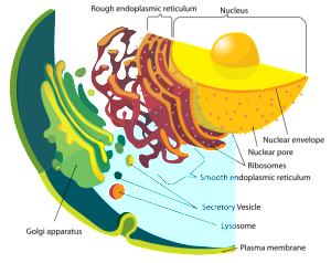 PD Endomembrane_system_diagram_en