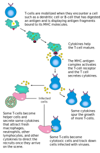 PD T_cell_activation