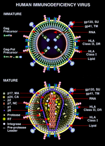 PD WIK HIV_Mature_and_Immature