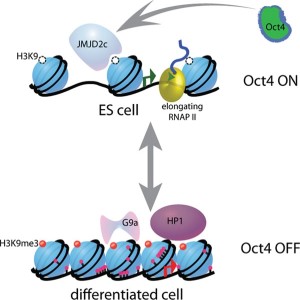 Smallbot Histone_methyltransferases_and_demethylases_function_antagonistically_to_control_gene_expression_pat