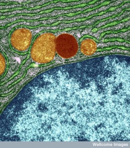 B0004343 Organelles in a pancreas cell