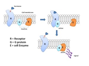 G_protein