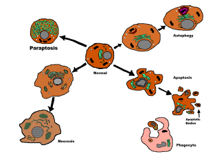 autophagy and Paraptosis