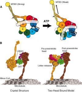 dynein motor atp mechanism