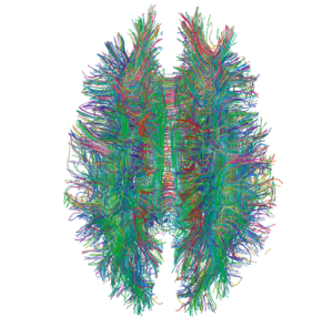 Was a bee wik White_Matter_Connections_Obtained_with_MRI_Tractography