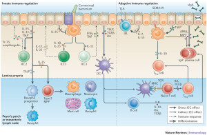 Cells regulate immunity picture