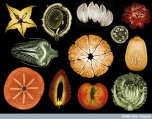 B0009442 Collage of mixed fruits and vegetables, MRI
