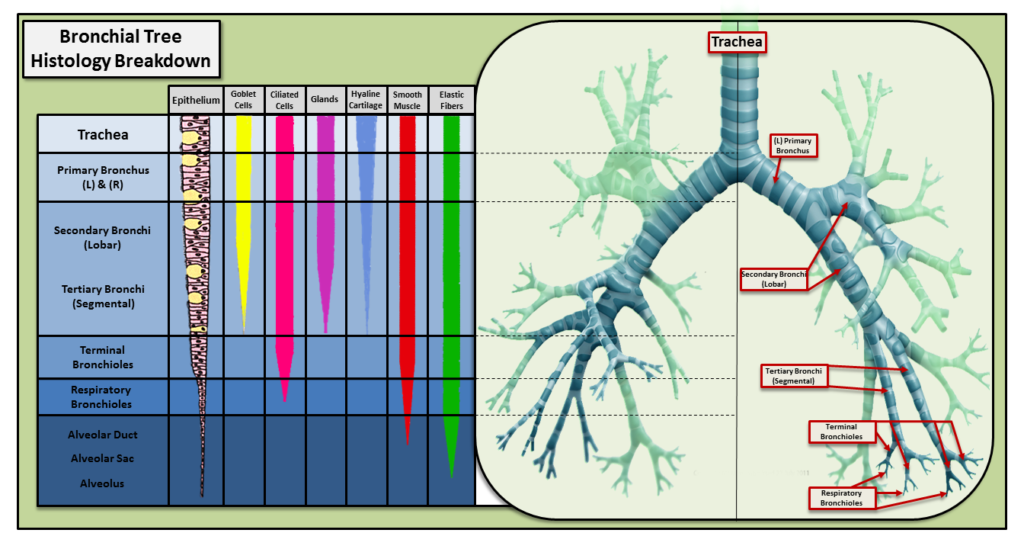 bronchialtreebreakdown Jon Lieff, MD